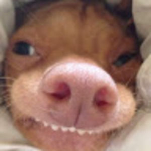 Meet your Posher, Grace